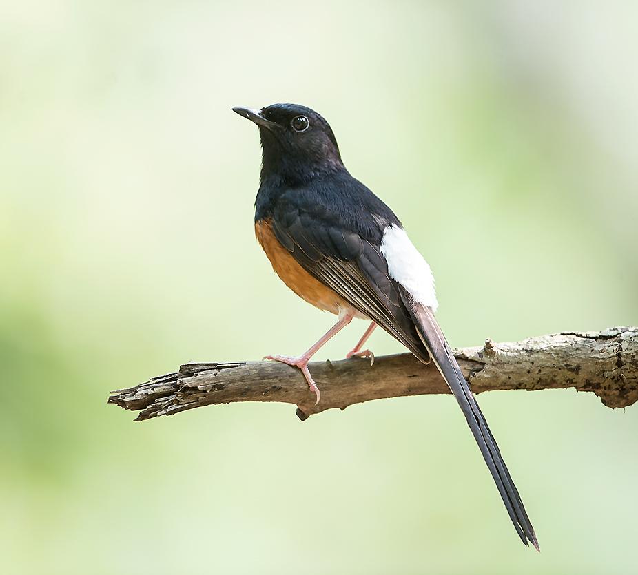 This is a white-rumped shama with a melodious song.